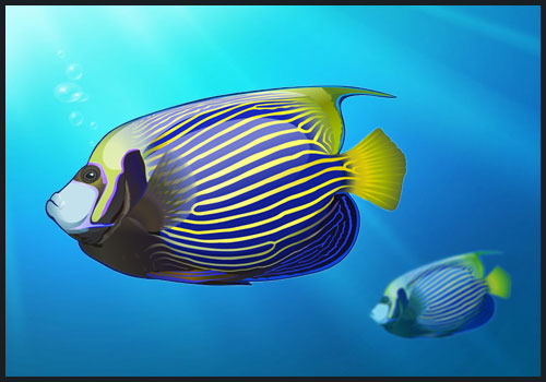 Lovely  Fish